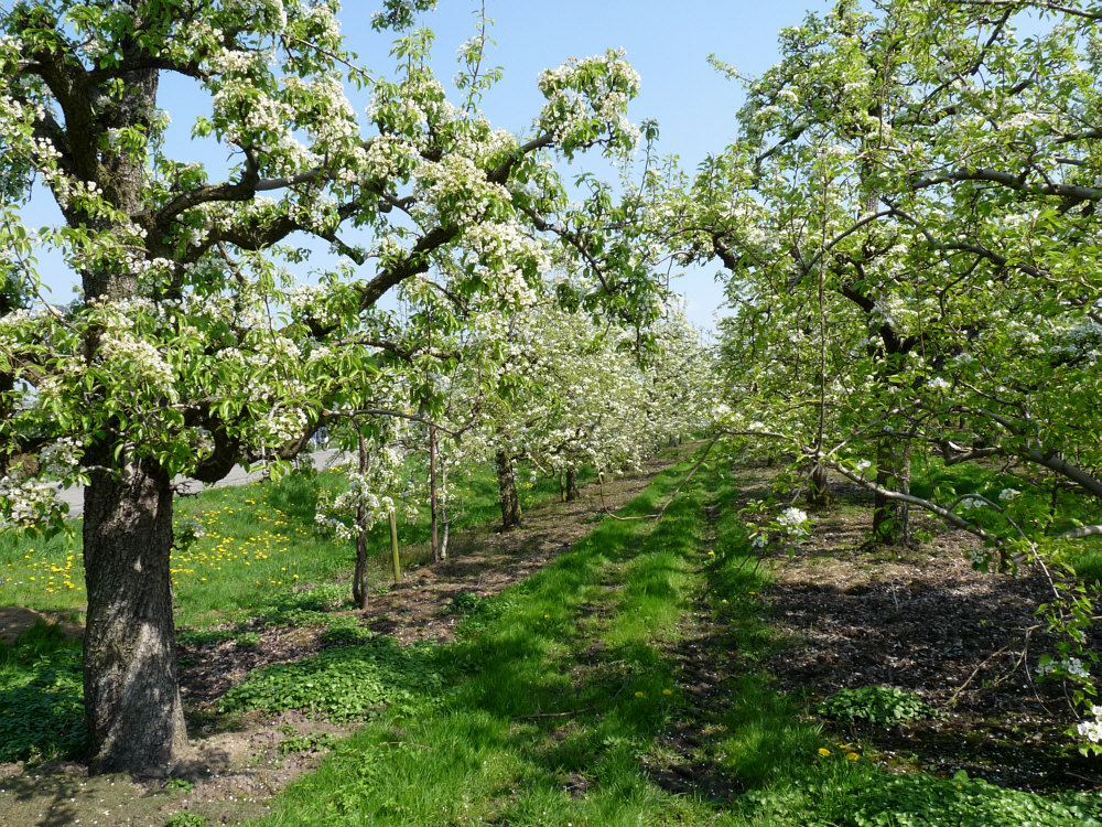 Bestes Osterwetter im Alten Land