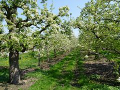 Bestes Osterwetter im Alten Land