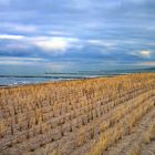 Bestimmt ein Strandhaferfeld