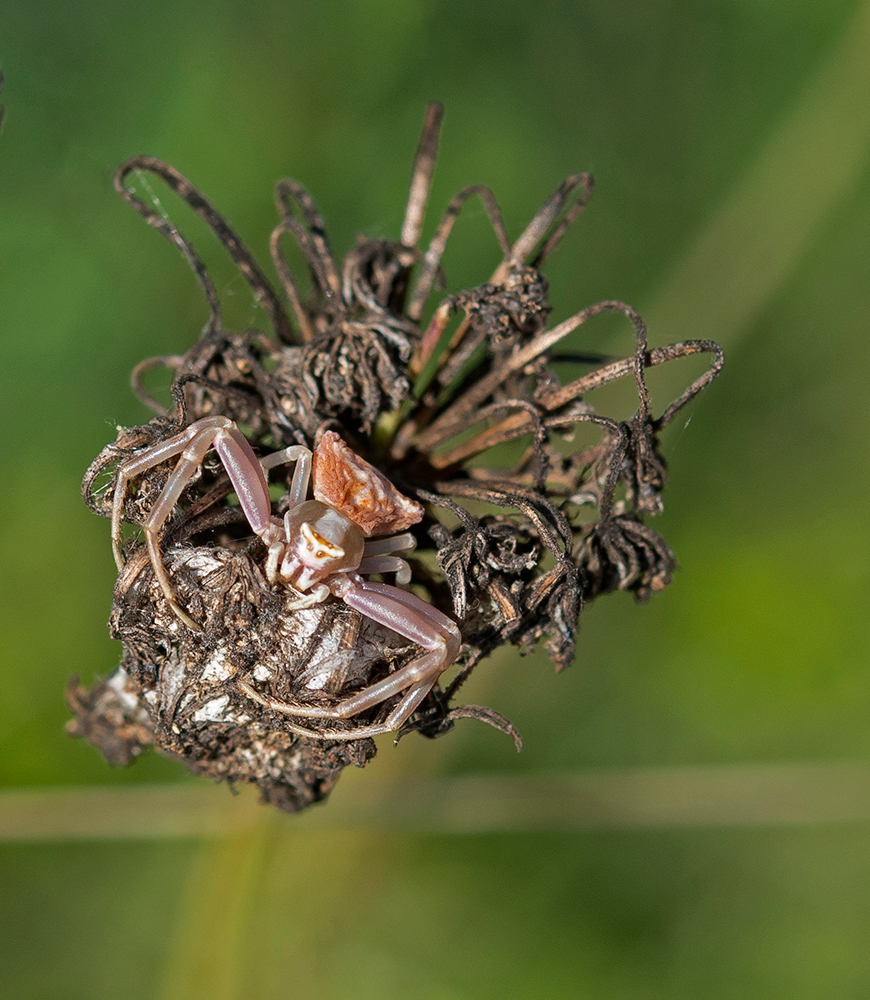 Bestimmung erbeten - welche Spinne ist dies?