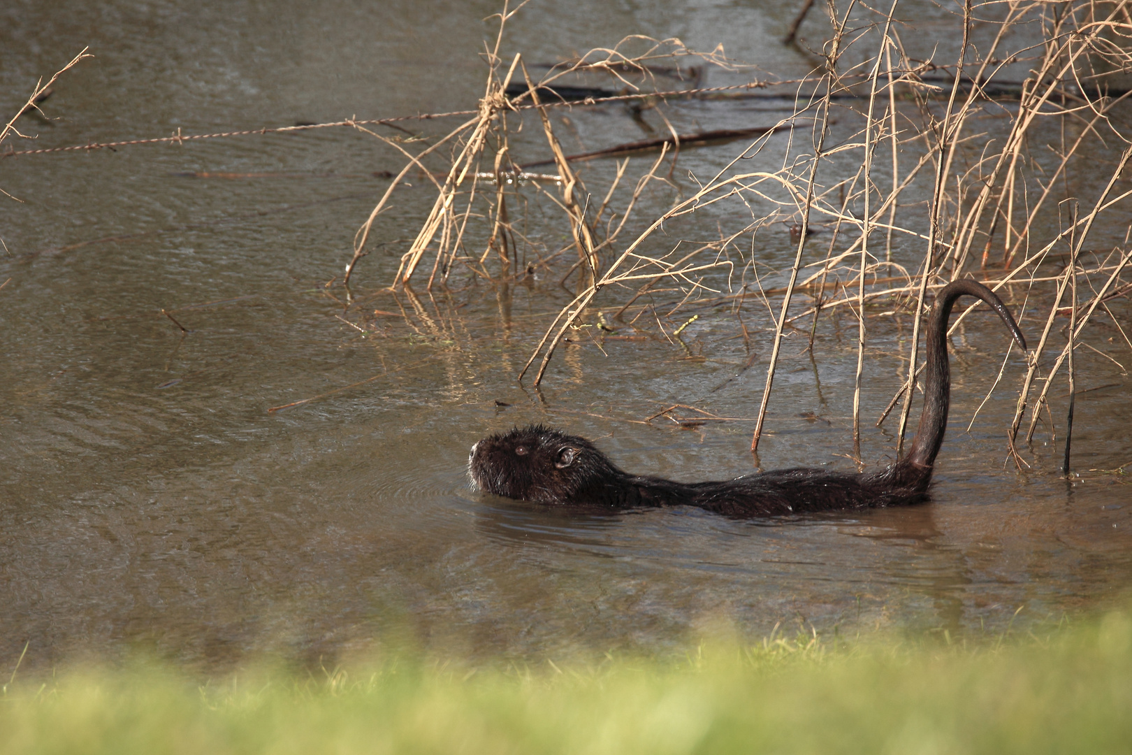 Bestimmungshilfe "NUTRIA" (DOKU)