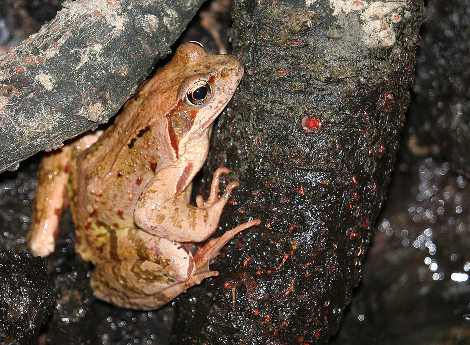 Bestimmungshilfe welcher Frosch