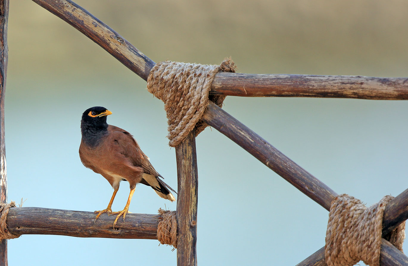 Bestimmungshilfe! Wer kennt diese Vogelart?