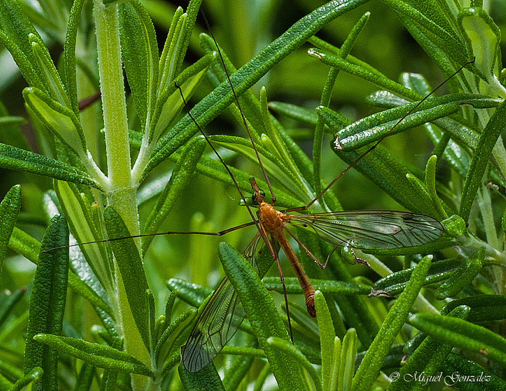 bestiole du jardin