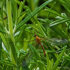 bestiole du jardin