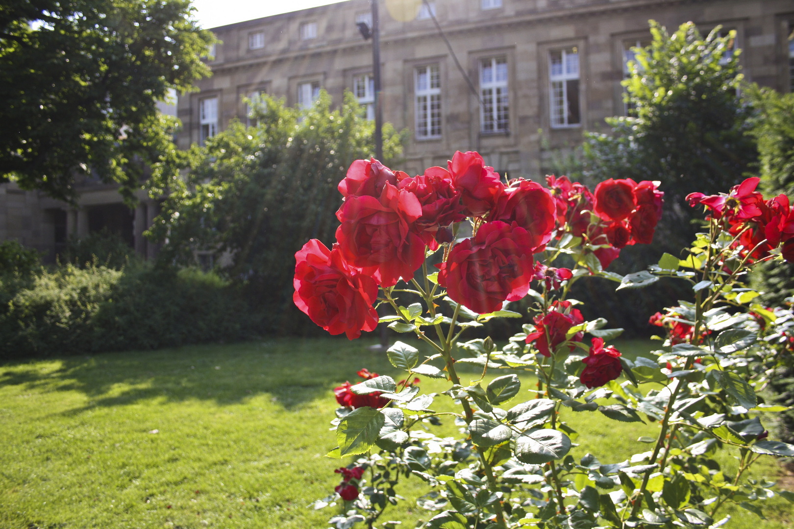 bestrahlte Rosen