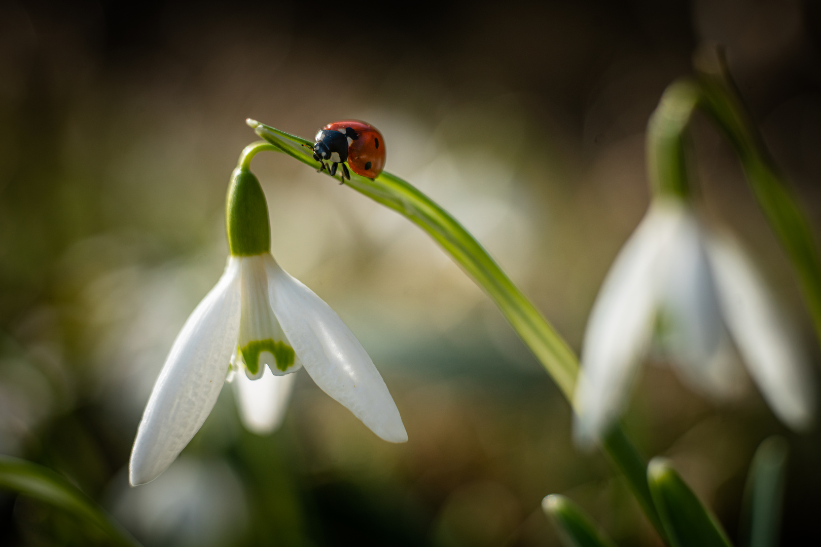 Besuch