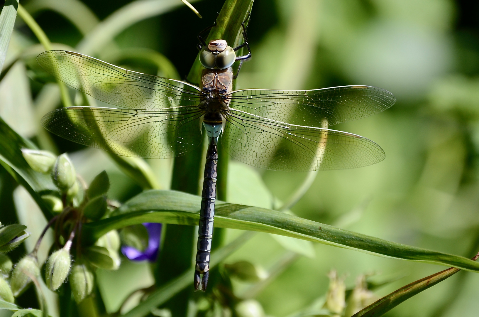 Besuch