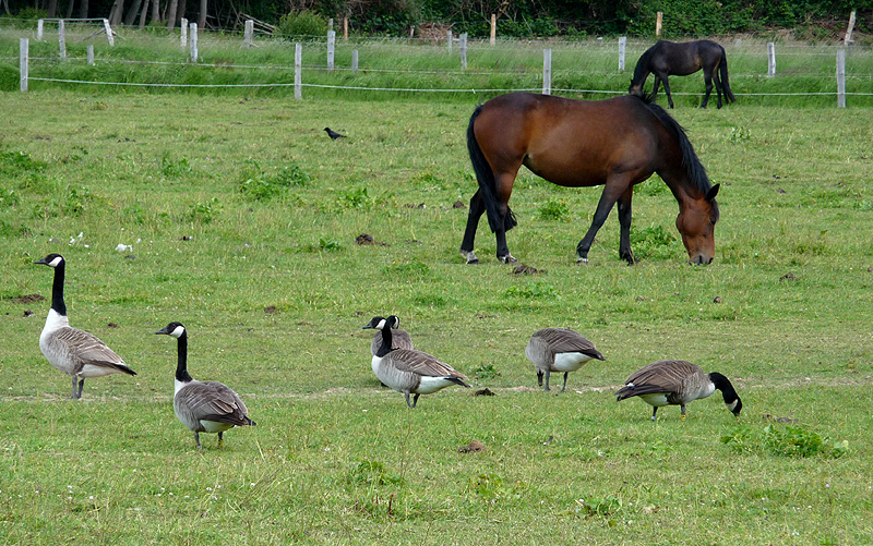 Besuch