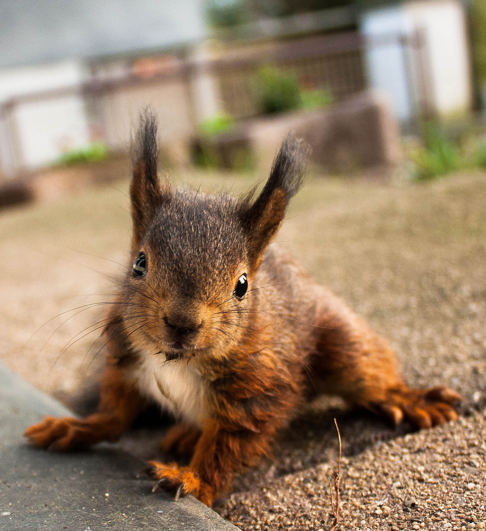 Besuch...