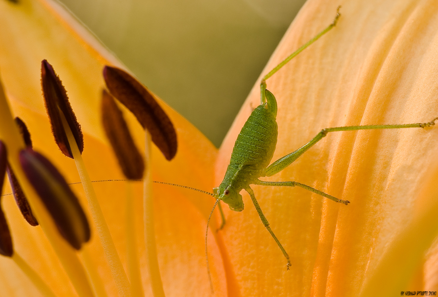 Besuch