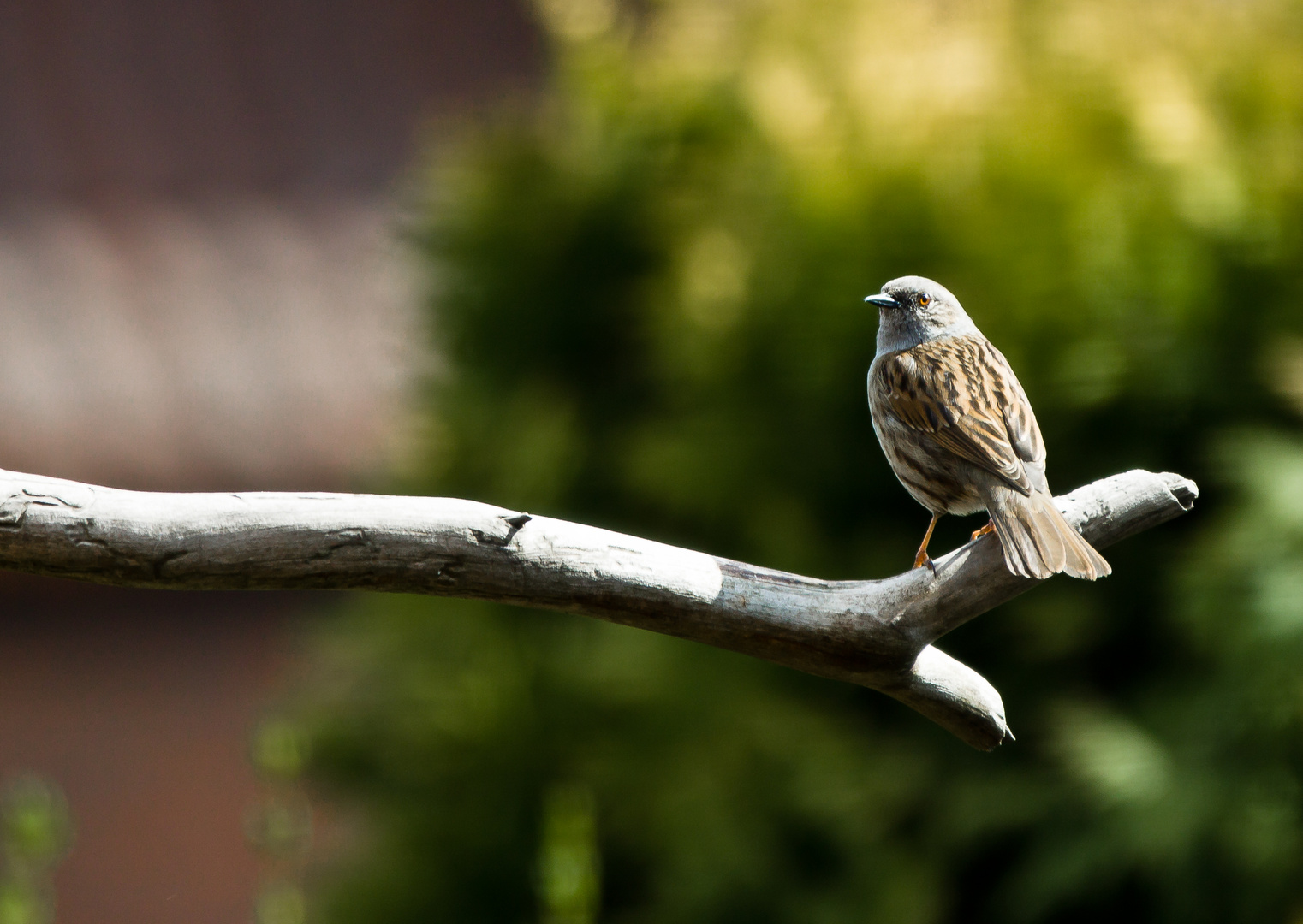 Besuch....