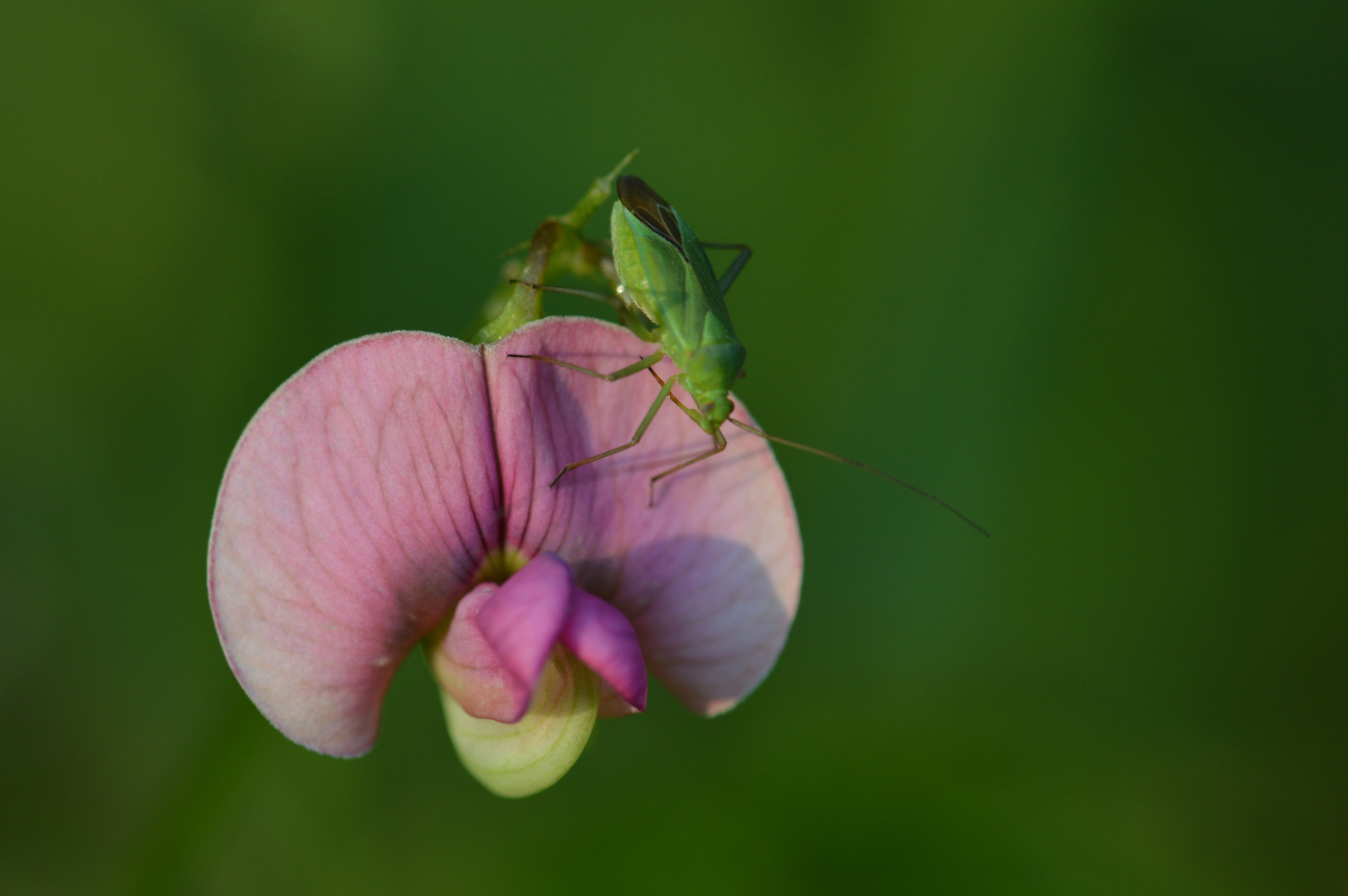 Besuch