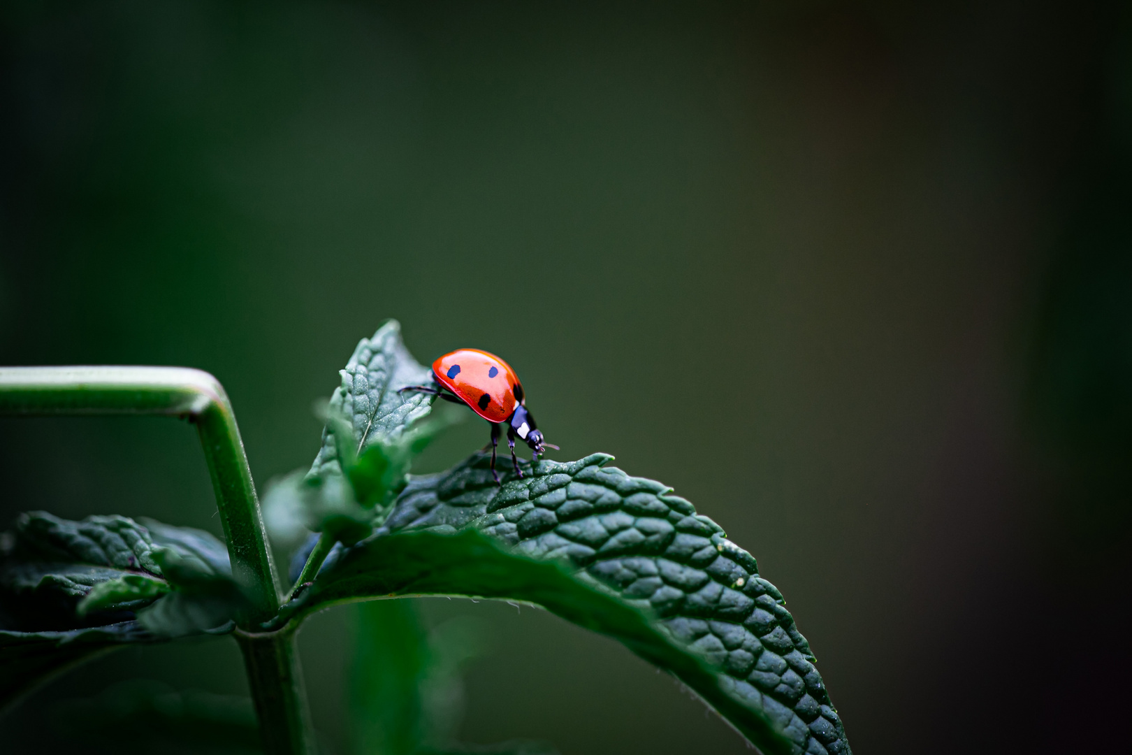 Besuch