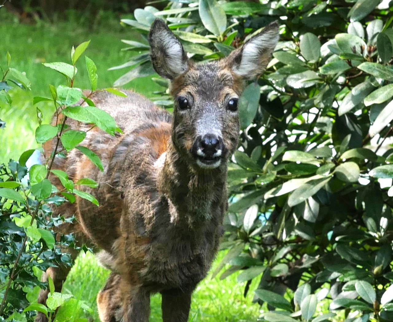 Besuch