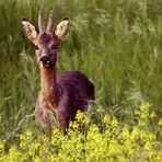 Besuch am Abend..