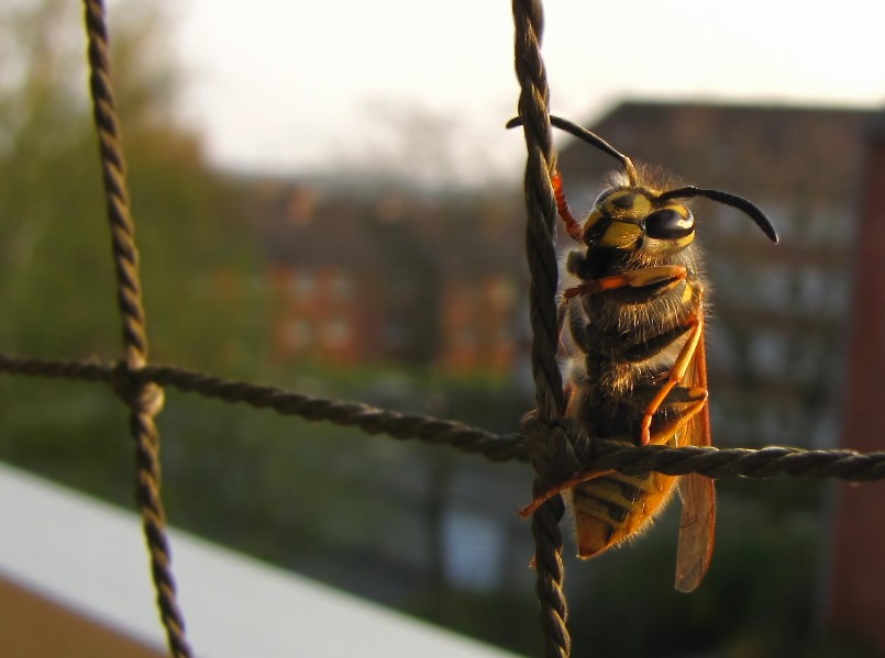 besuch am abend......