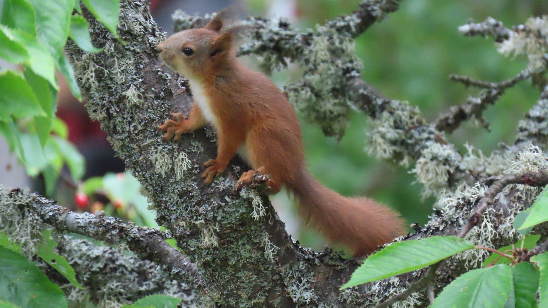 Besuch am Apfelbaum.......