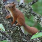 Besuch am Apfelbaum.......