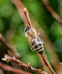 Besuch am Ast