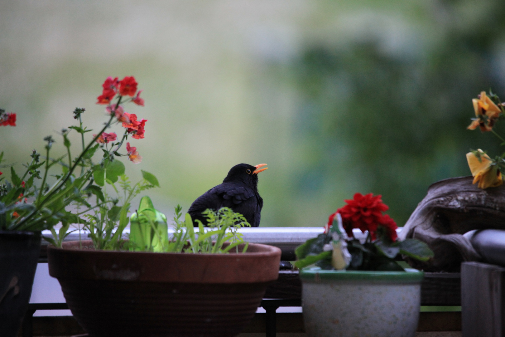 Besuch am Balkon