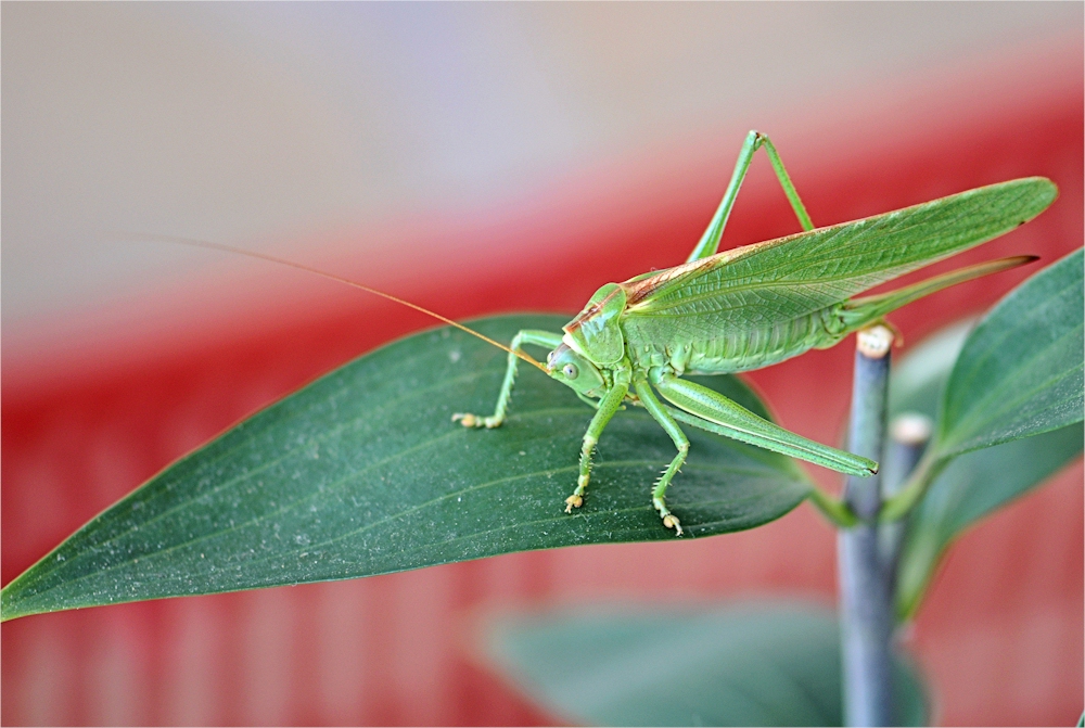 Besuch am Balkon...