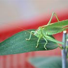 Besuch am Balkon...