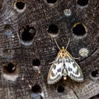 Besuch am Bienen-Hotel