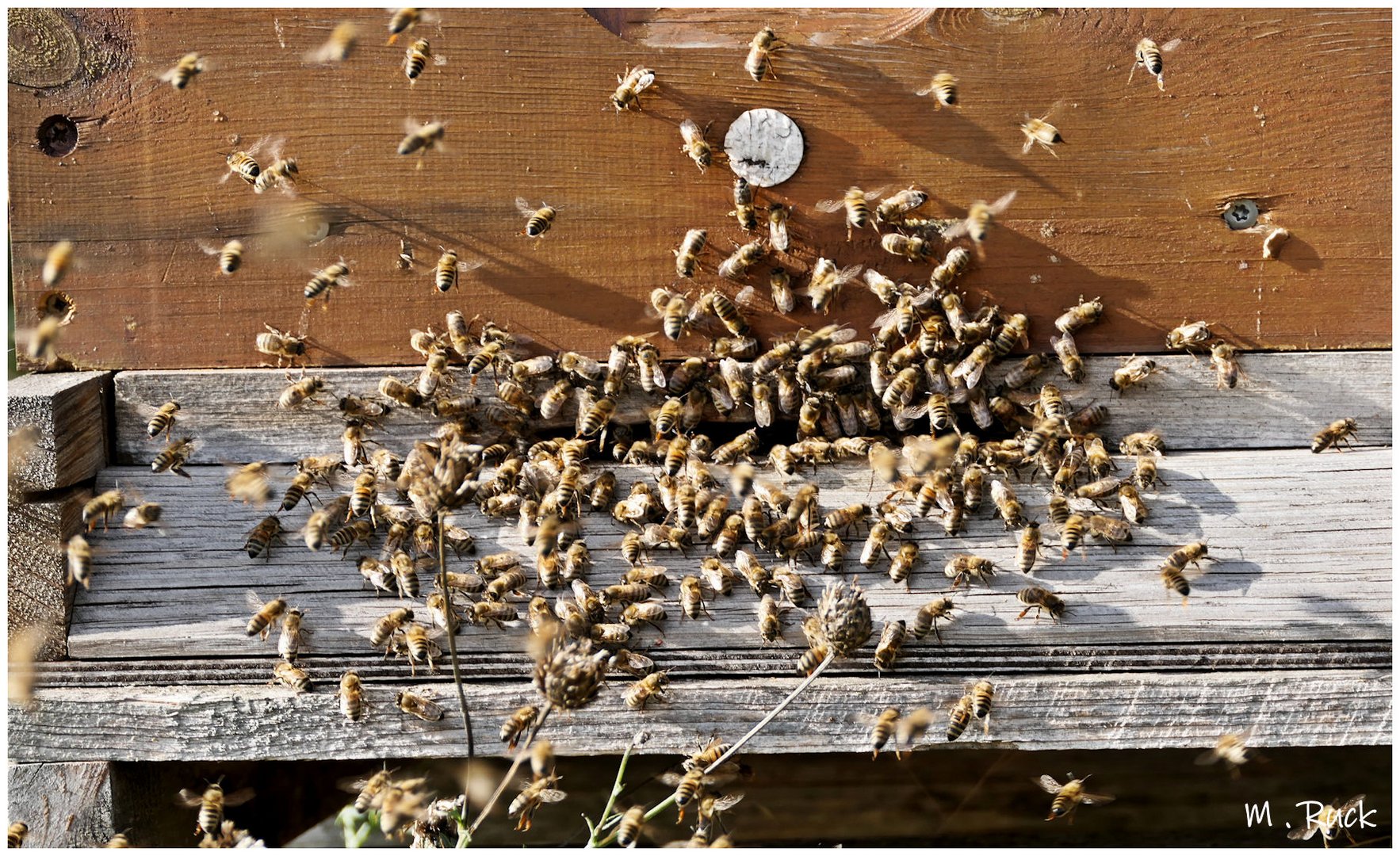 Besuch am Bienenstock , 04