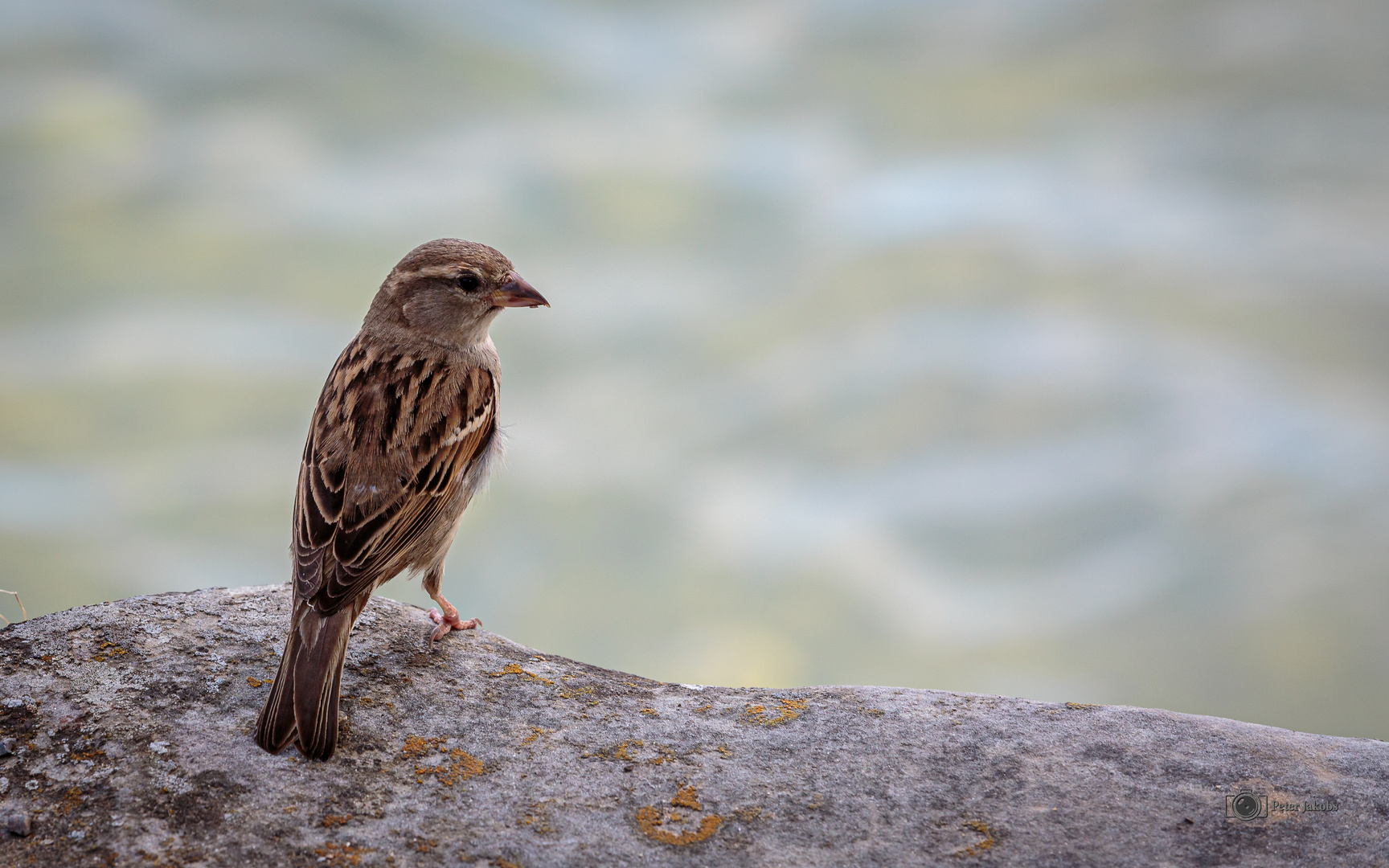 Besuch am Bodenseeufer....