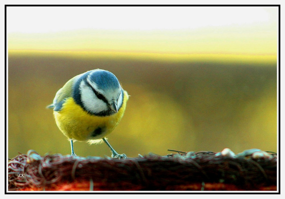 Besuch am Fenster