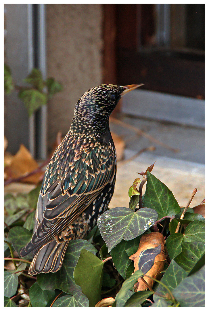 Besuch am Fenster