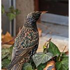 Besuch am Fenster