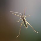 Besuch am Fenster