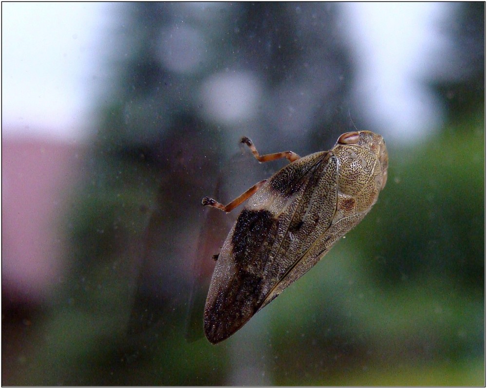 Besuch am Fenster