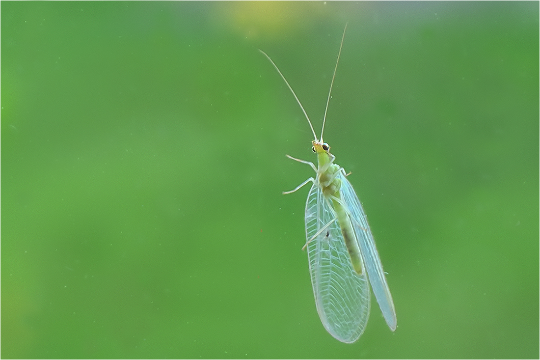  Besuch am Fenster