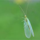  Besuch am Fenster