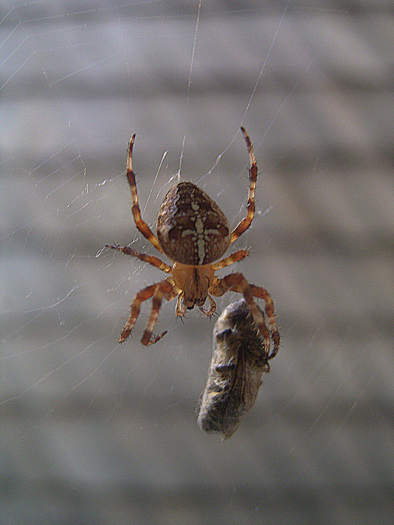 Besuch am Fenster