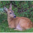 Besuch am Ferienhaus