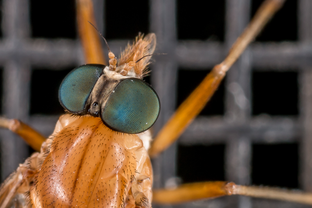 Besuch am Fliegengitter