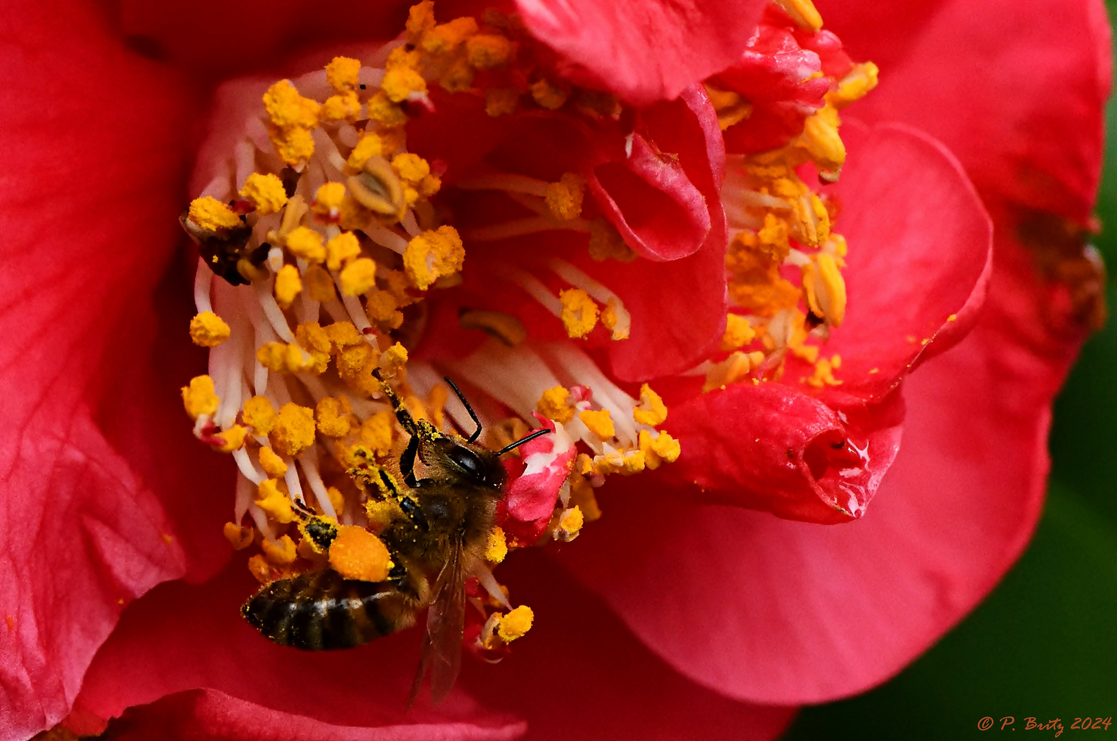 Besuch am Frühblüher