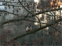 Besuch am frühen Morgen....