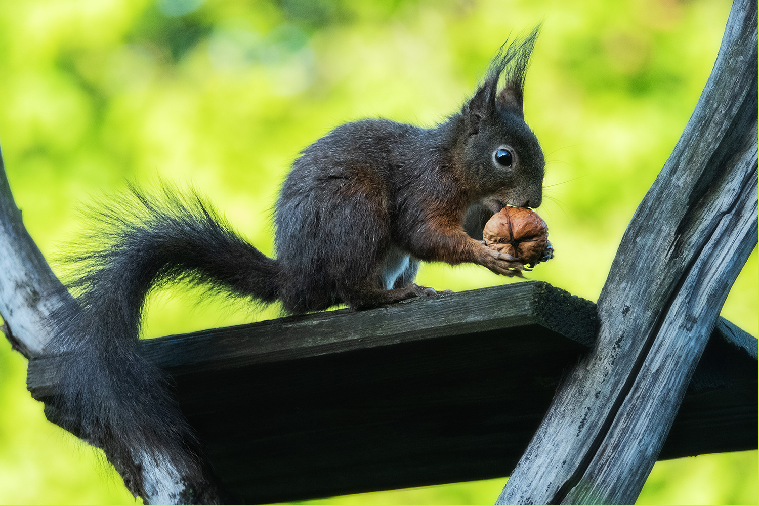 Besuch am frühen Morgen ...