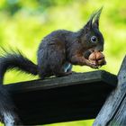 Besuch am frühen Morgen ...