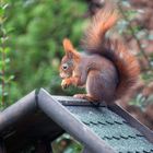 Besuch am Futterhaus