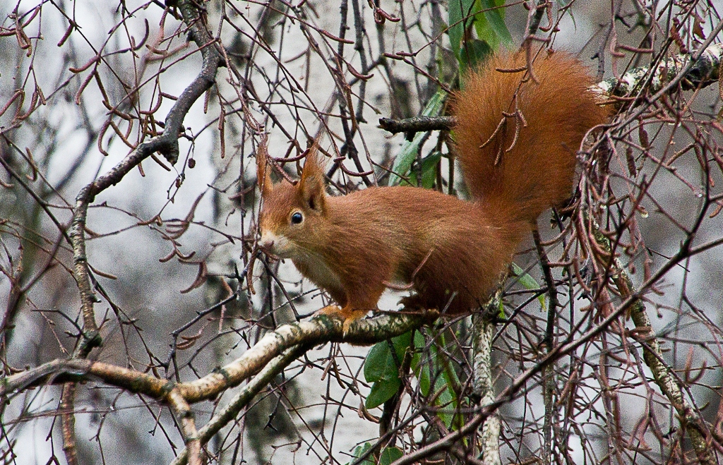 Besuch am Futterplatz 1