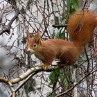 Besuch am Futterplatz 1