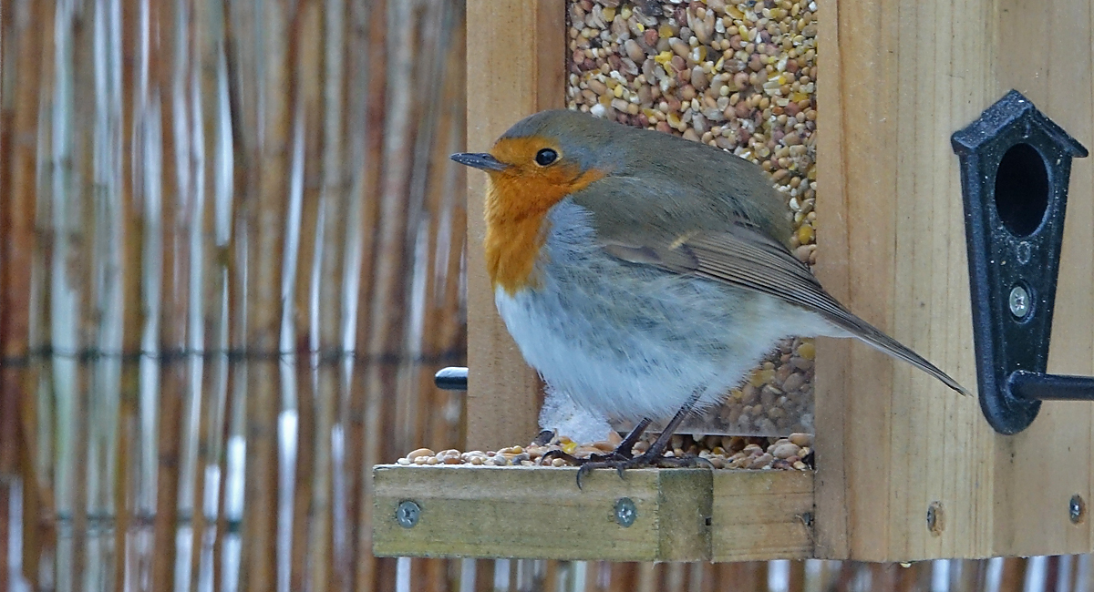 Besuch am Futterplatz,,,