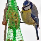 Besuch am Futtersäckchen