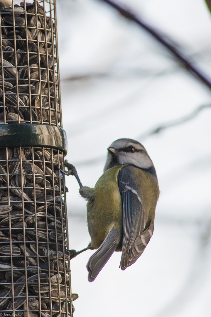 Besuch am Futterturm